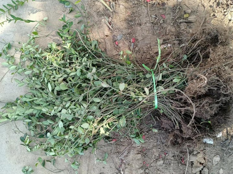 小叶扶芳藤基地批发扶芳藤产地价格小叶扶芳藤货源充足