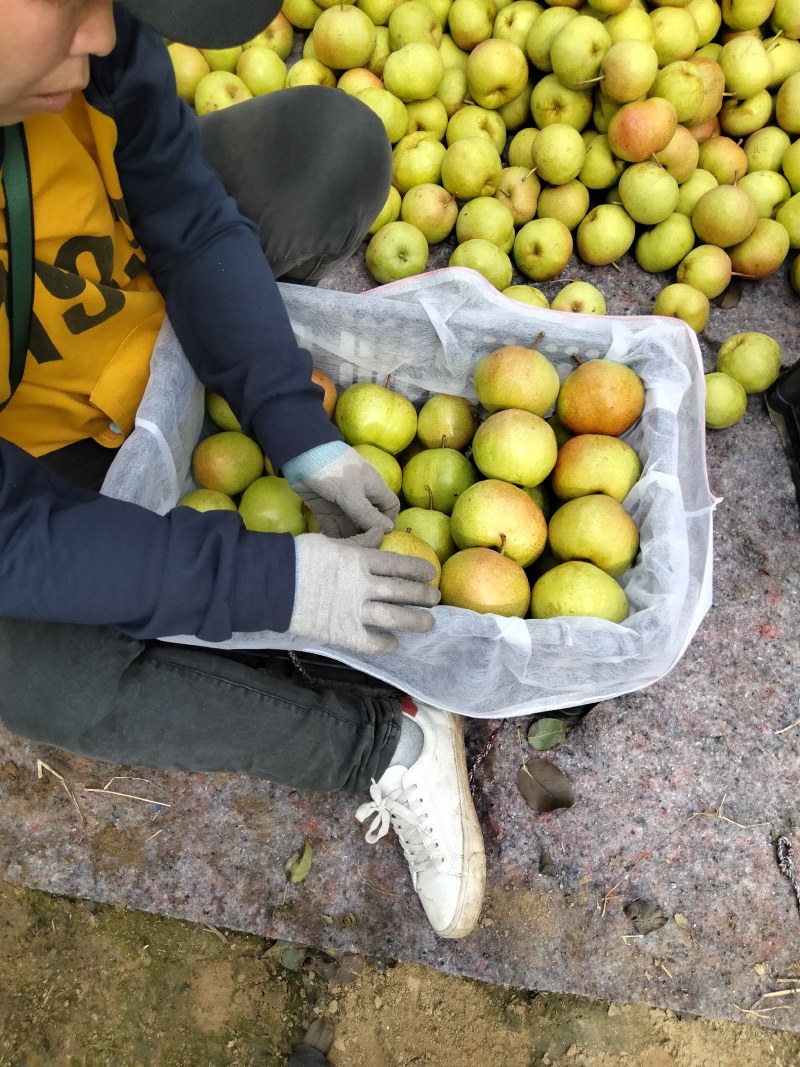 苹果梨