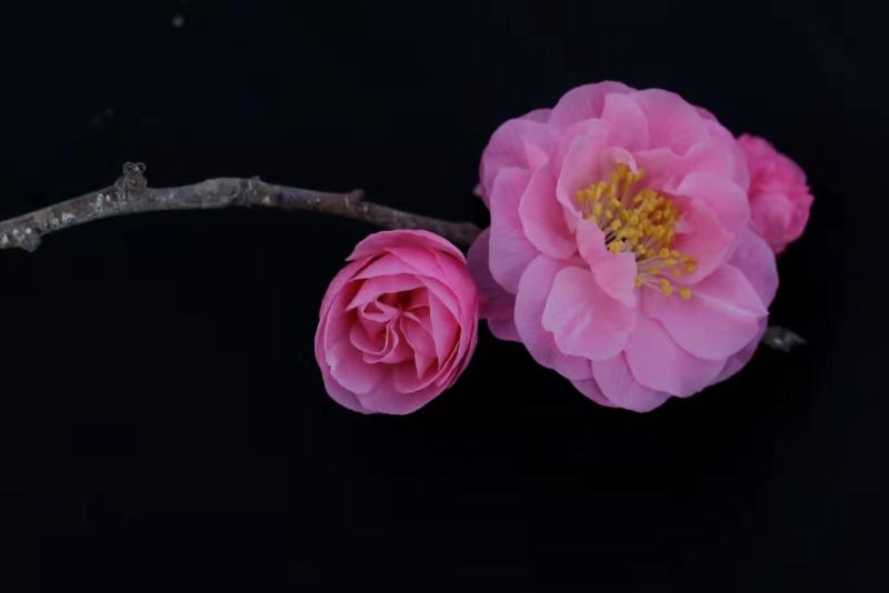 杏梅重瓣正宗品种，，，，，，
