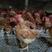 青年鸡常年出售各种鸡苗脱温鸡成品鸡全国发货