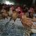 青年鸡常年出售各种鸡苗脱温鸡成品鸡全国发货