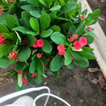 虎刺梅大小盆景虎刺梅，红色虎刺梅，黄色虎刺梅，老