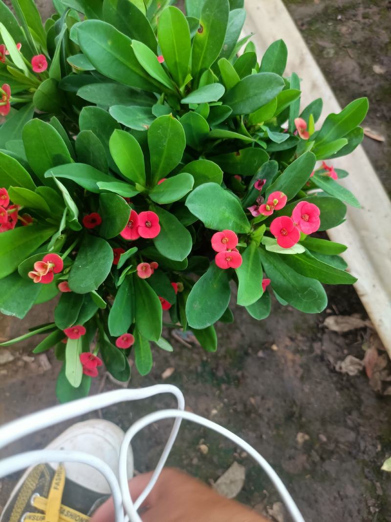 虎刺梅大小盆景虎刺梅，红色虎刺梅，黄色虎刺梅，老
