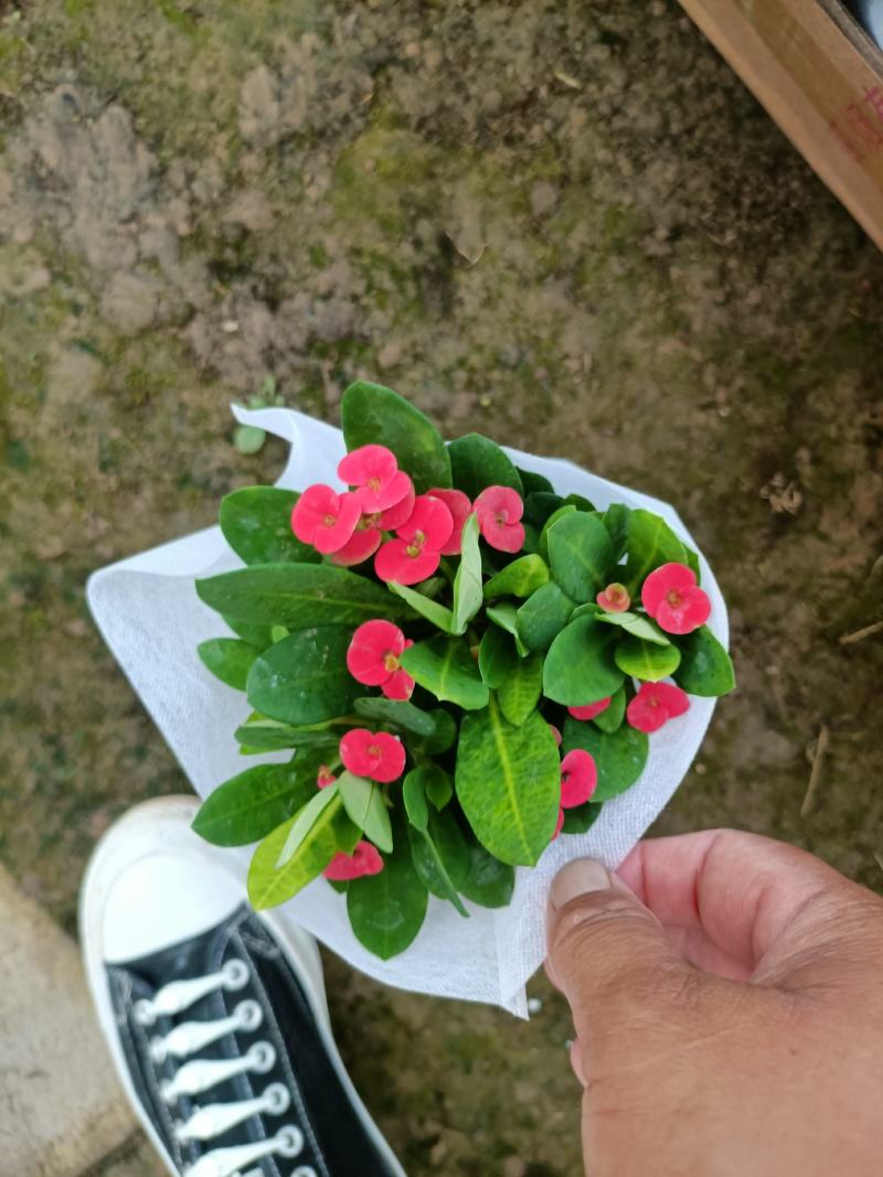 虎刺梅大小盆景虎刺梅，红色虎刺梅，黄色虎刺梅，老