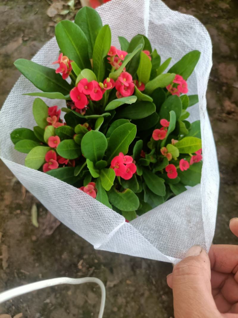 虎刺梅大小盆景虎刺梅，红色虎刺梅，黄色虎刺梅，老