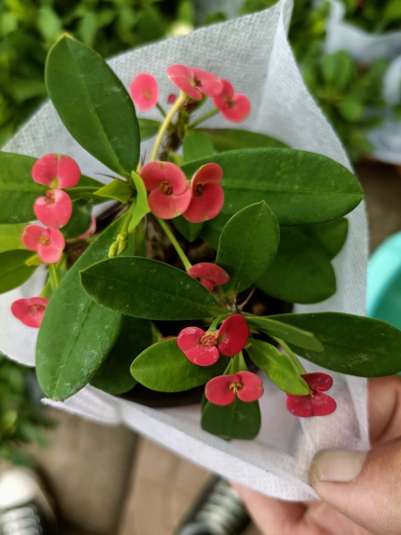 虎刺梅大小盆景虎刺梅，红色虎刺梅，黄色虎刺梅，老
