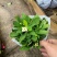 虎刺梅大小盆景虎刺梅，红色虎刺梅，黄色虎刺梅，老
