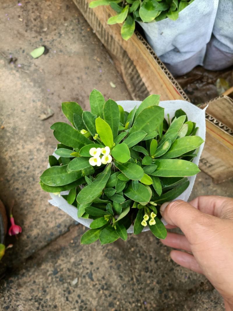 虎刺梅大小盆景虎刺梅，红色虎刺梅，黄色虎刺梅，老