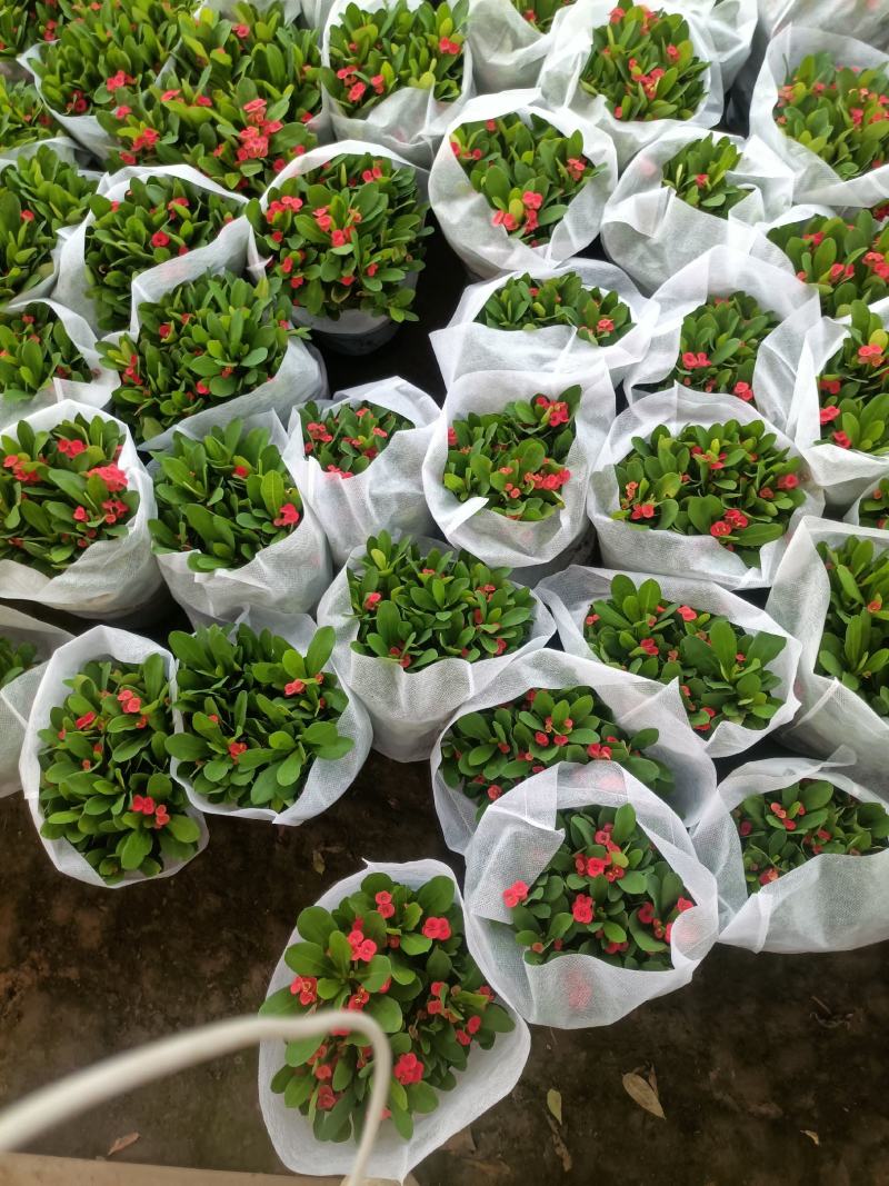虎刺梅大小盆景虎刺梅，红色虎刺梅，黄色虎刺梅，老