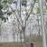 栾树规格10-25公分，，，，，，