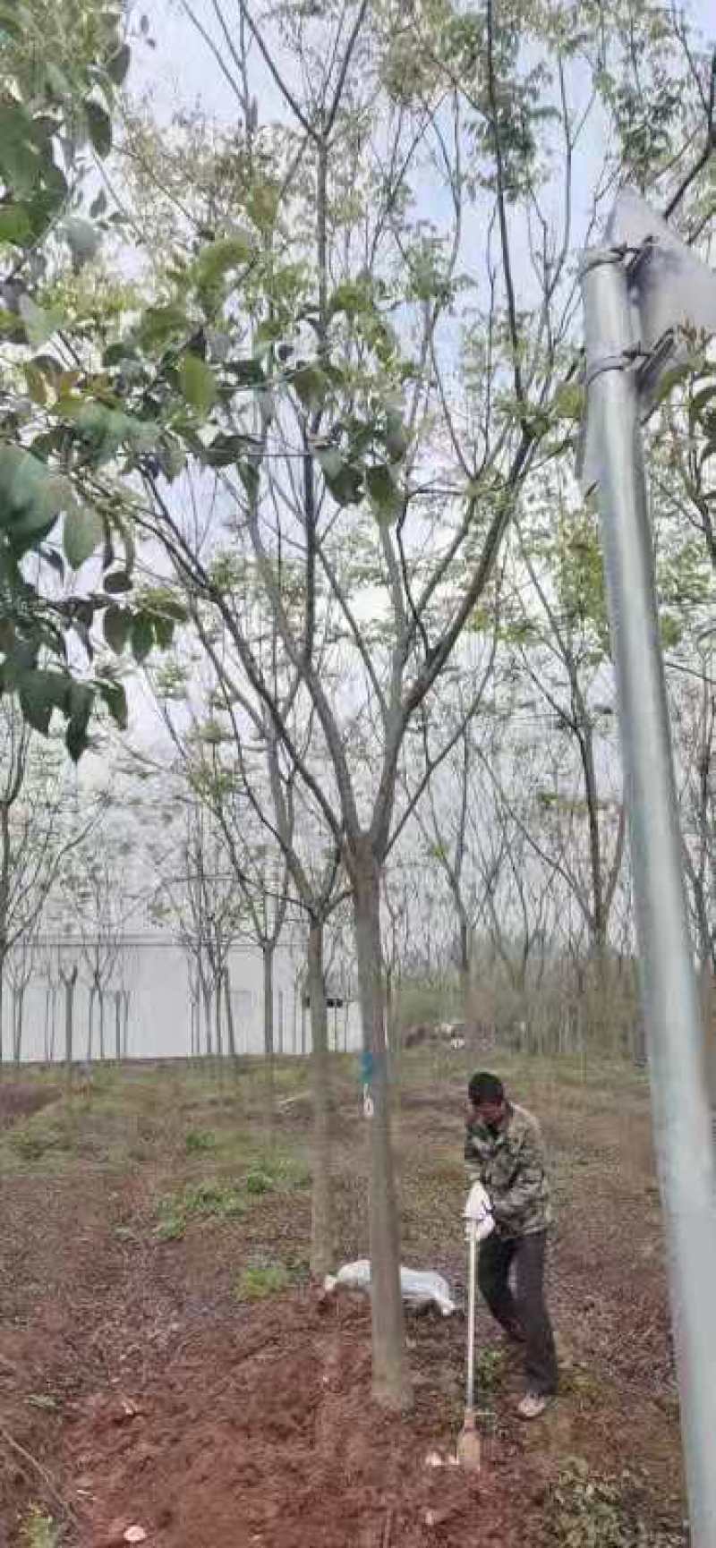 栾树规格10-25公分，，，，，，