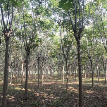 栾树规格10-25公分，，，，，，
