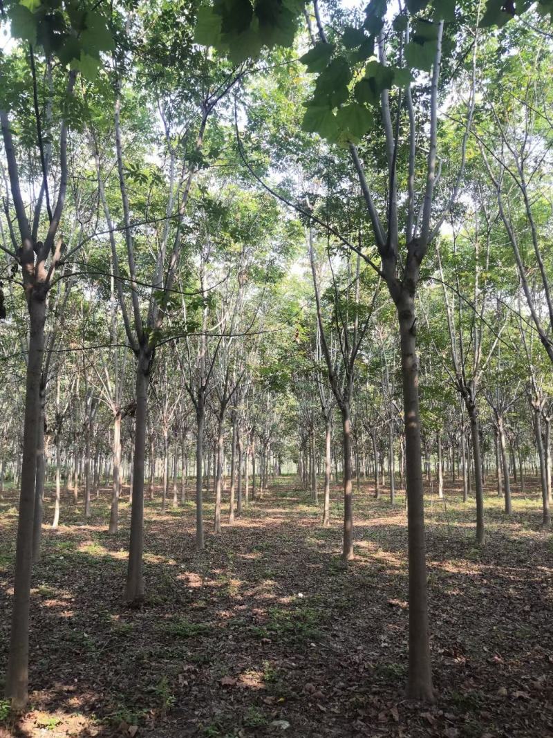 栾树规格10-25公分，，，，，，