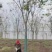 栾树规格10-25公分，，，，，，