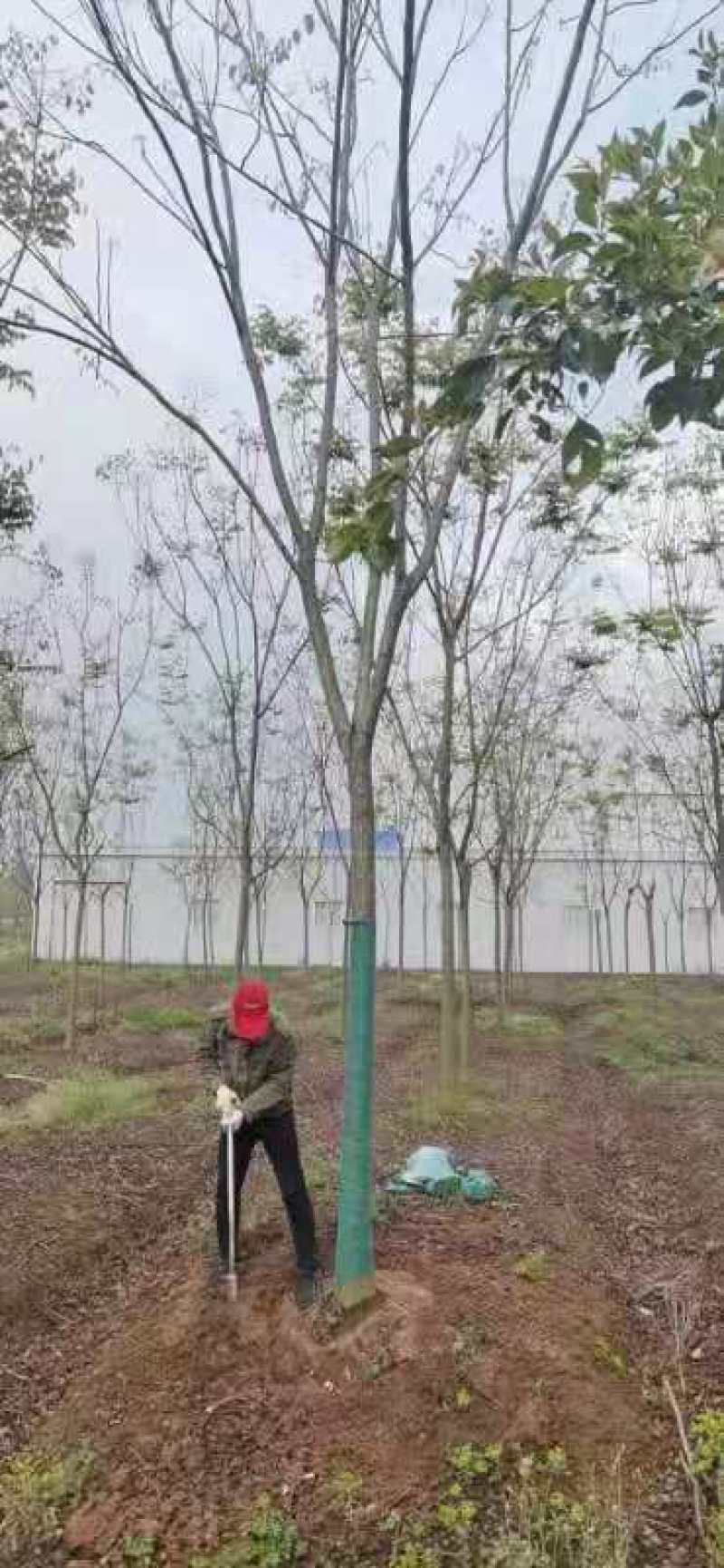 栾树规格10-25公分，，，，，，