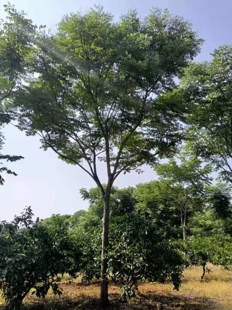 栾树规格10-25公分，，，，，，