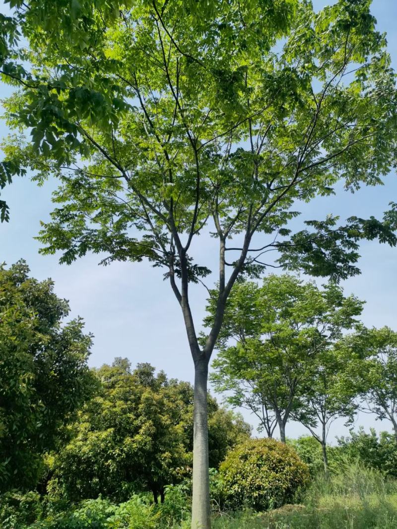 栾树规格10-25公分，，，，，，