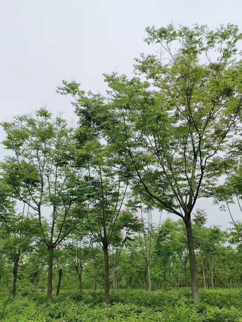 栾树规格10-25公分，，，，，，
