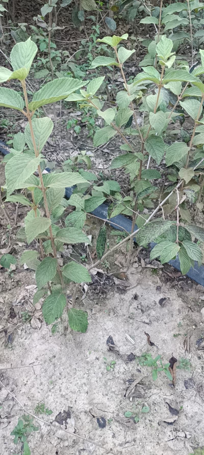 麻叶绣球，老兵苗圃专售大小规格麻叶绣球