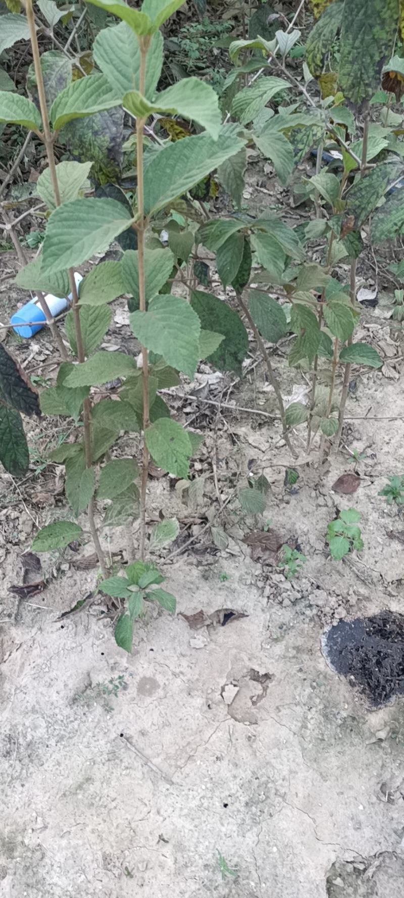 麻叶绣球，老兵苗圃专售大小规格麻叶绣球