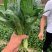 菠菜，精品小菠菜，山东潍坊菠菜，大叶菠菜，火锅小菠菜