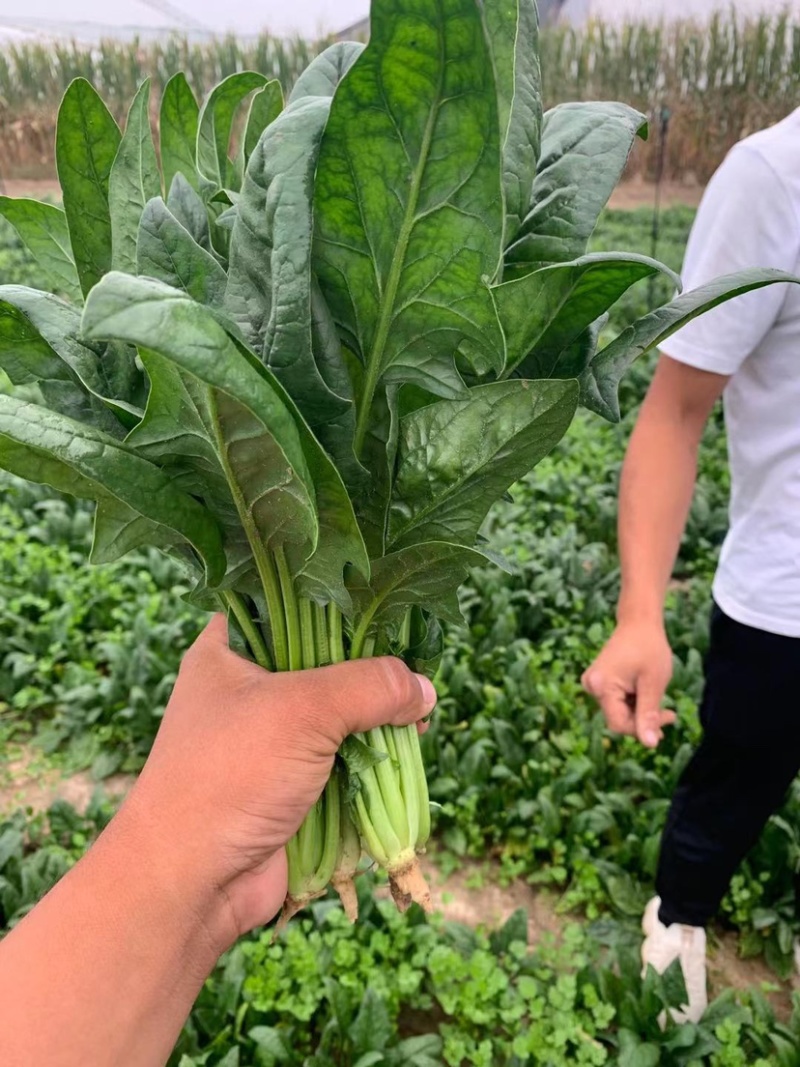 菠菜，精品小菠菜，山东潍坊菠菜，大叶菠菜，火锅小菠菜