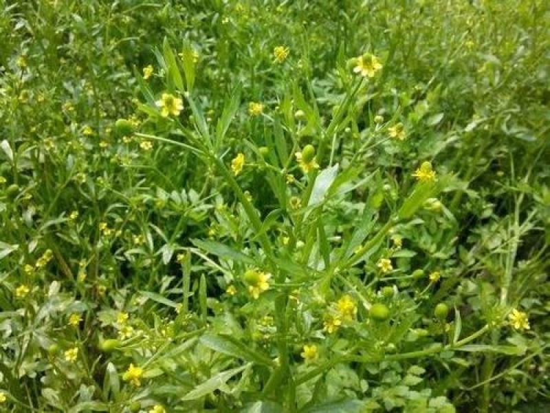 石龙芮，正品中药材石龙芮片过筛质量保证，欢迎咨询合作！