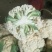 建瓯市菜花品质优，种植面积万亩基地，花面白，米粒，净菜，
