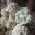 建瓯市菜花品质优，种植面积万亩基地，花面白，米粒，净菜，
