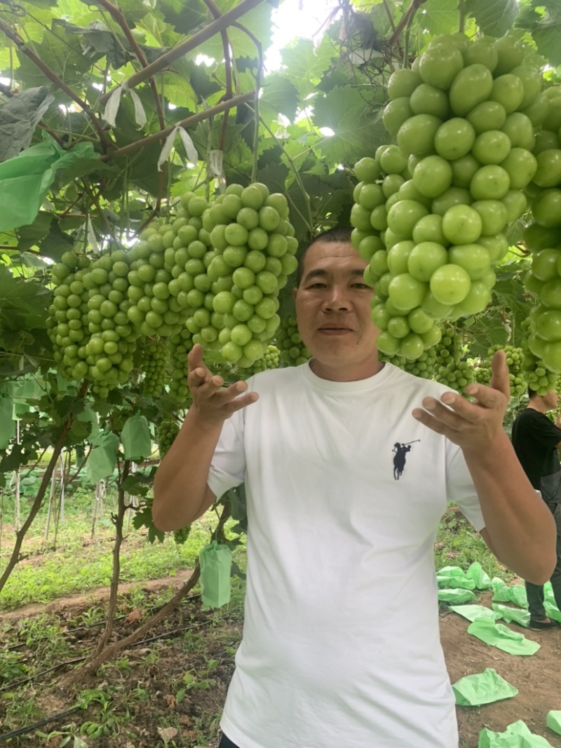 阳光玫瑰葡萄苗，香甜可口，它非常好管理，不用上红药