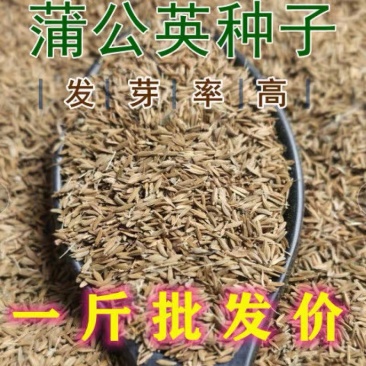 蒲公英种子婆婆丁种子野菜种子药材种子四季播种