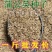 蒲公英种子婆婆丁种子野菜种子药材种子四季播种