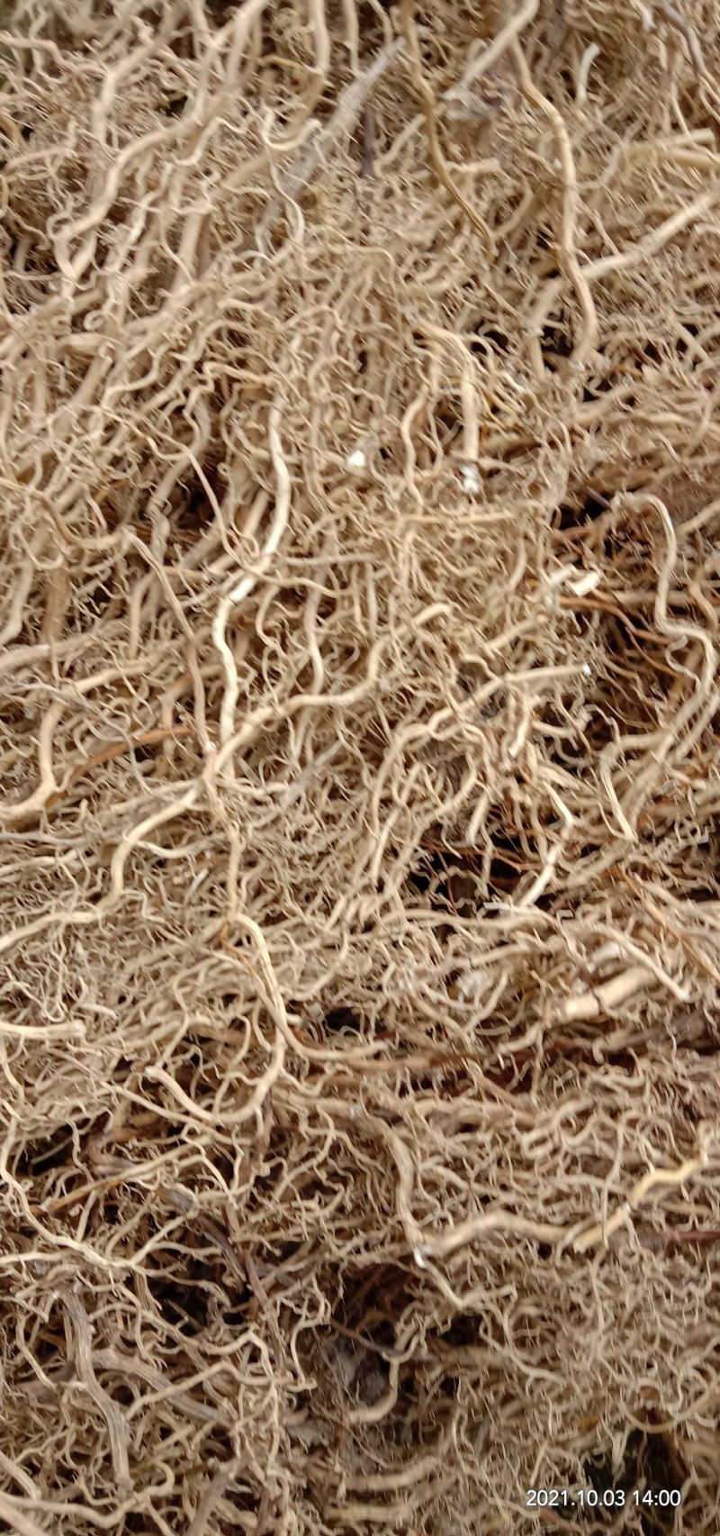 牛尾菜根，牛尾参根，水洗干货批发产地直供欢迎订购