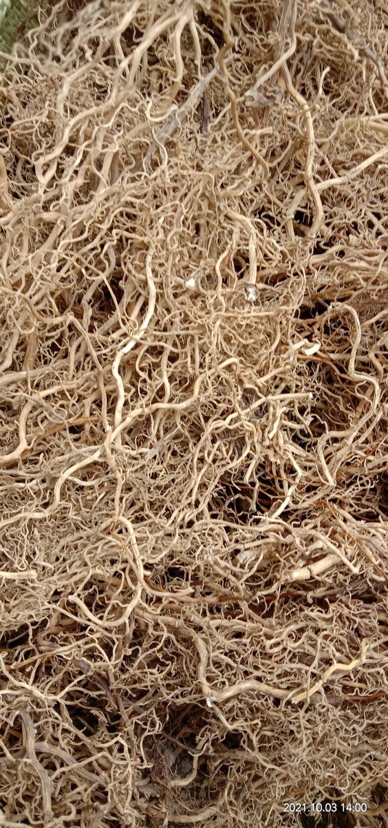 牛尾菜根，牛尾参根，水洗干货批发产地直供欢迎订购