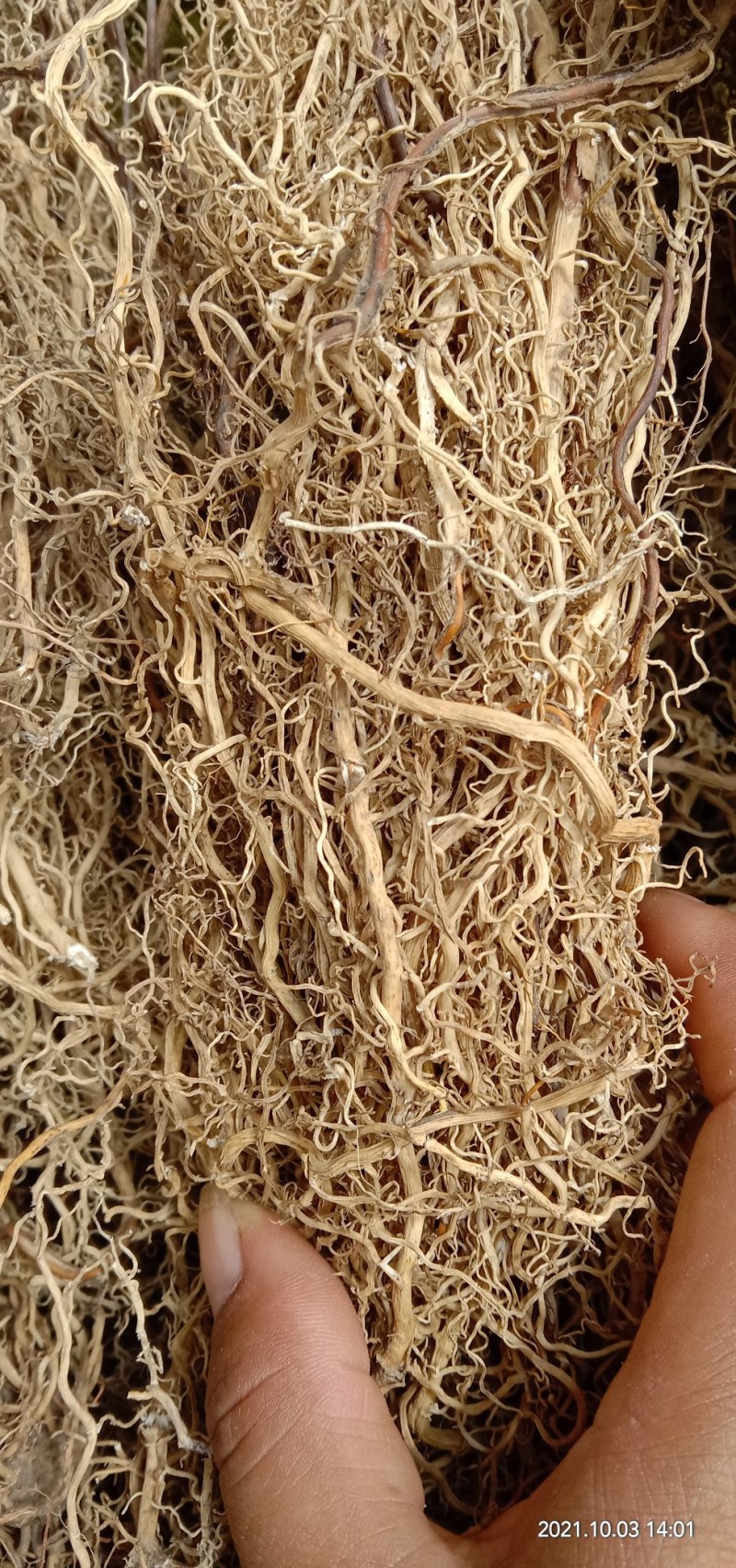 牛尾菜根，牛尾参根，水洗干货批发产地直供欢迎订购