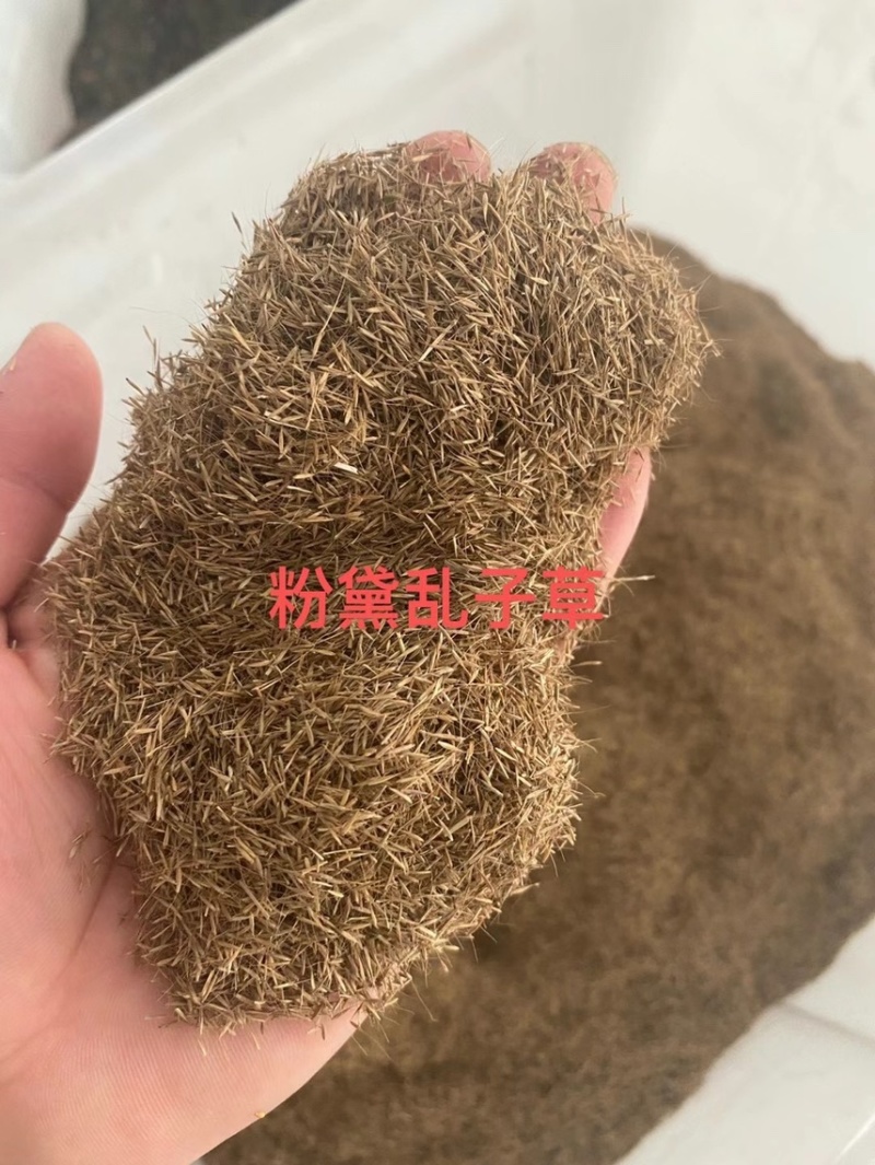 精品粉黛乱子草种子网红草毛芒乱子草多年生免费提供发票