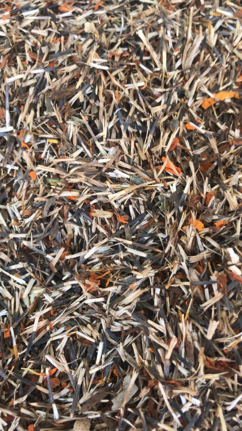 万寿菊种子菊花种子四季易活景观园林花海草花种子
