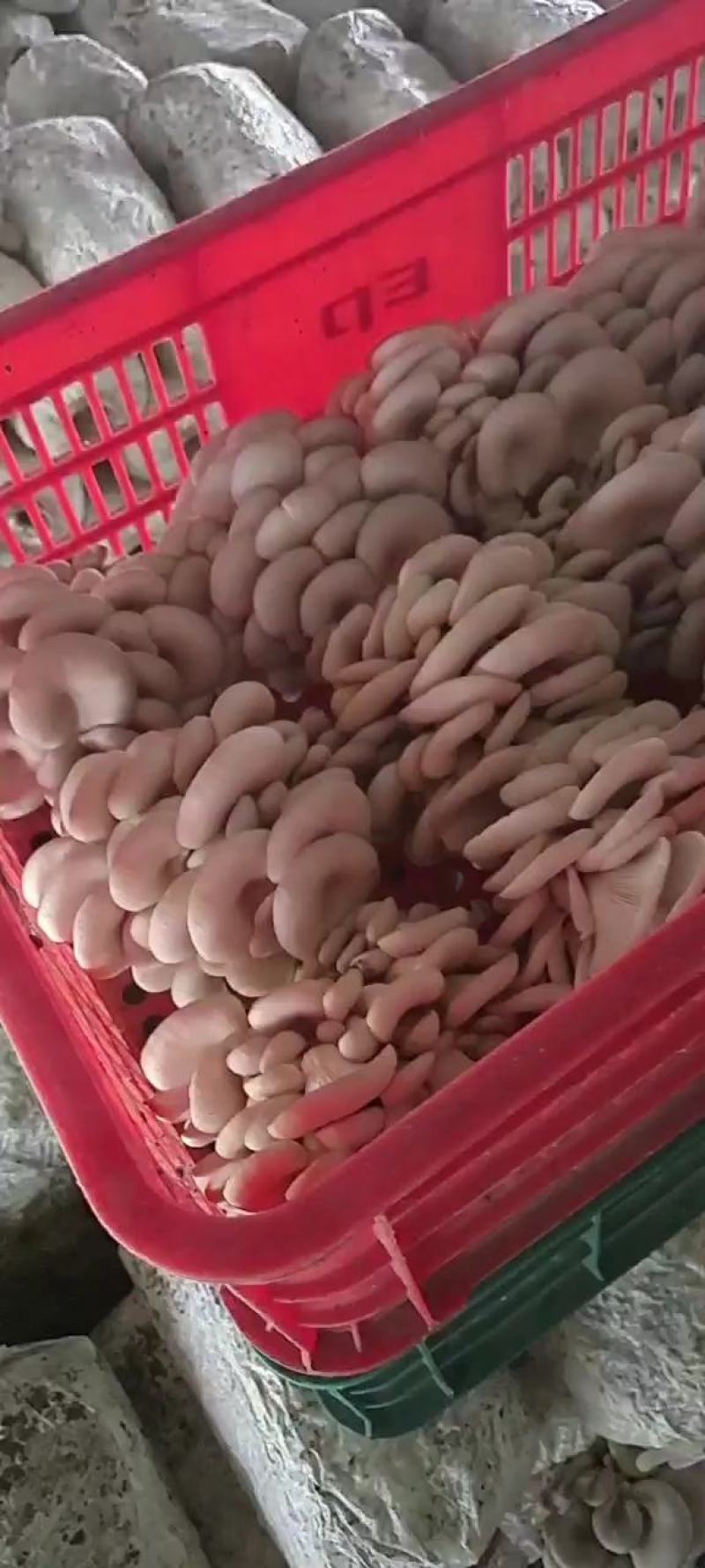 大量供应小精品黑平菇