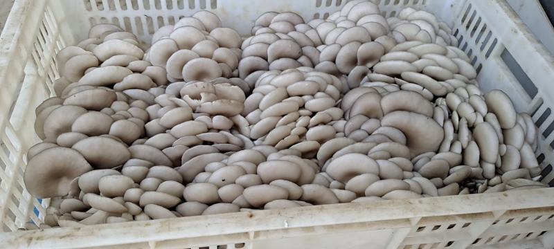 大量供应小精品黑平菇