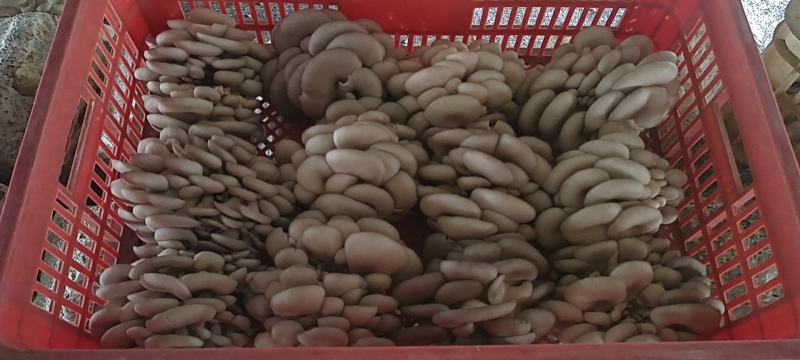 大量供应小精品黑平菇