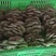 大量供应小精品黑平菇