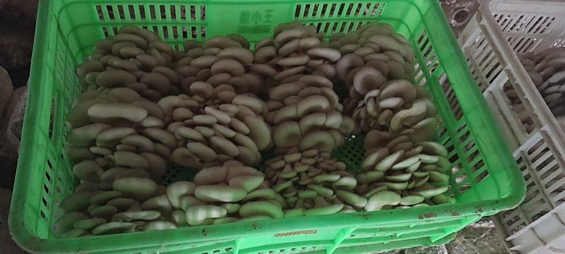 大量供应小精品黑平菇