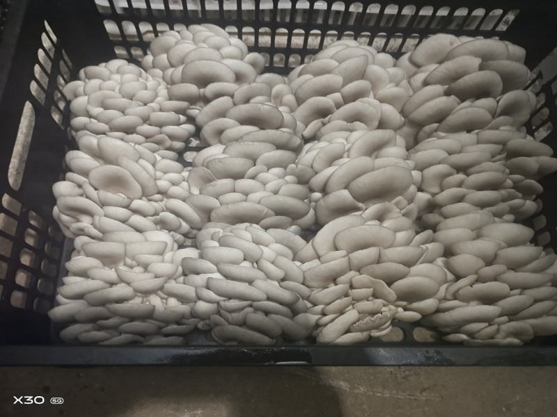 大量供应小精品黑平菇