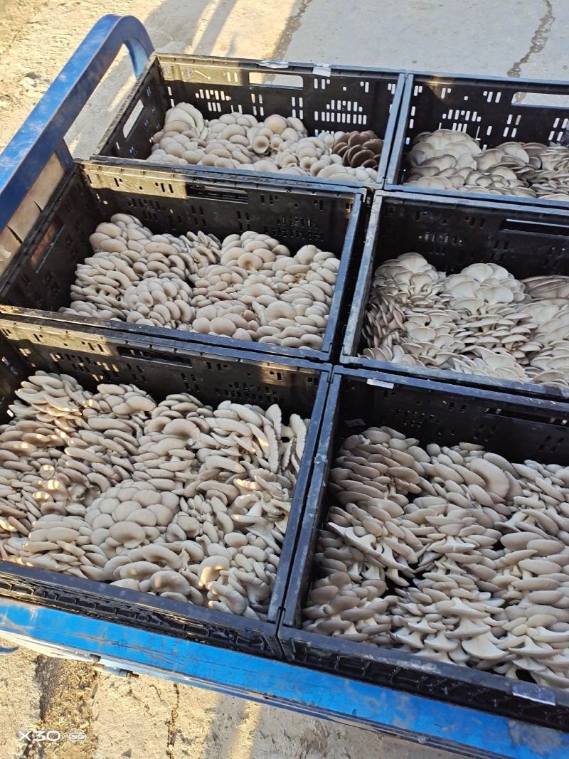 大量供应小精品黑平菇