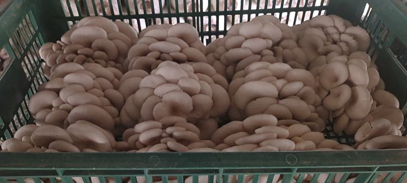 大量供应小精品黑平菇