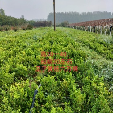 瓜子黄杨自产自销有现货大小规格40万棵