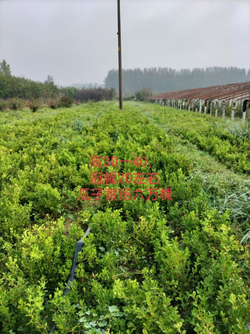 瓜子黄杨自产自销有现货大小规格40万棵