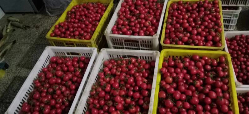 圣女果