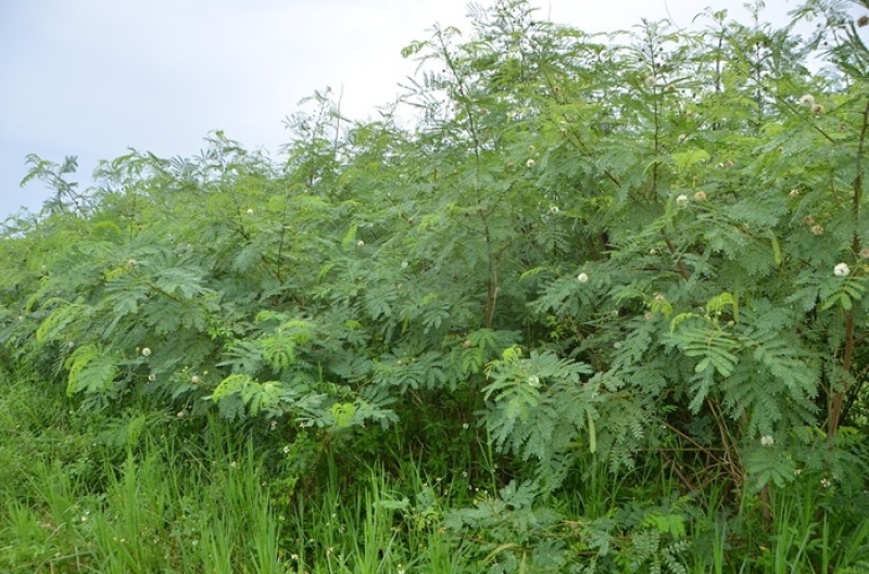 护坡灌木种子紫穗槐银合欢胡枝子木豆猪屎豆种子草籽