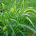 护坡灌木种子紫穗槐银合欢胡枝子木豆猪屎豆种子草籽